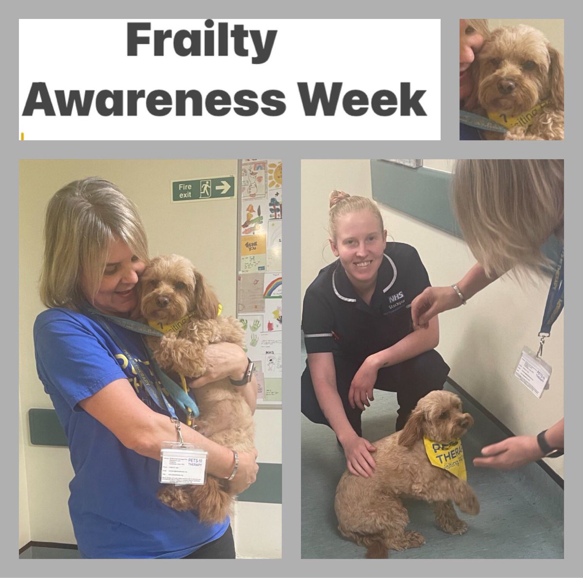 Mamoona Hood (@hood_mamoona) on Twitter photo Frailty Awareness Week, Started on AFU <a href="/StockportNHS/">Stockport NHS FT</a> today with pet therapy.
Great plans for the rest of the week by a great team <a href="/d4_shh/">Acute Frailty Unit</a> <a href="/helshow1/">HH</a> <a href="/NicolaFirth6/">Nicola Firth</a> <a href="/Michellepennin/">Michelle ๐</a> <a href="/Jackisimpson7/">Jacki simpson</a> <a href="/JackMc40/">Jackie ๐๐ณ๏ธโ๐</a> <a href="/AoifeIsherwood/">#hellomynameis ๐ป Aoife ๐</a> <a href="/warnetony/">Tony Warne</a> <a href="/StockportPtExp/">Stockport Patient Experience</a> <a href="/_Bex76/">Rebecca Cunliffe</a> @AndrewLoughney ๐๐ Frailty Awareness Week, Started on AFU <a href="/StockportNHS/">Stockport NHS FT</a> today with pet therapy.
Great plans for the rest of the week by a great team <a href="/d4_shh/">Acute Frailty Unit</a> <a href="/helshow1/">HH</a> <a href="/NicolaFirth6/">Nicola Firth</a> <a href="/Michellepennin/">Michelle ๐</a> <a href="/Jackisimpson7/">Jacki simpson</a> <a href="/JackMc40/">Jackie ๐๐ณ๏ธโ๐</a> <a href="/AoifeIsherwood/">#hellomynameis ๐ป Aoife ๐</a> <a href="/warnetony/">Tony Warne</a> <a href="/StockportPtExp/">Stockport Patient Experience</a> <a href="/_Bex76/">Rebecca Cunliffe</a> @AndrewLoughney ๐๐