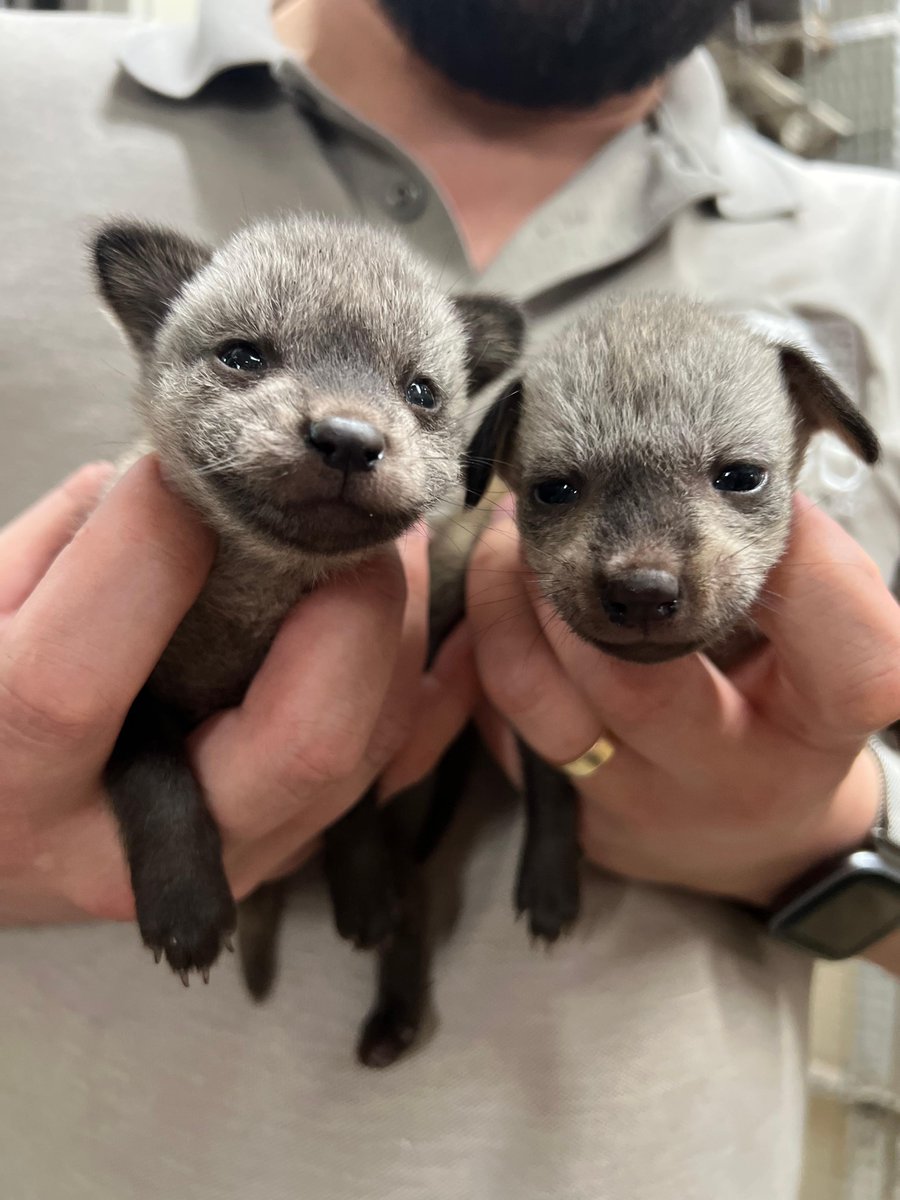 CincinnatiZoo's tweet photo. We are so excited to announce the two newest members of our Cincinnati Zoo fam…bat-eared fox kits! These 2 little boys were born on April 6 to first-time parents Frankie &amp; Otis. The kits are already strong &amp; full of personality. Learn more: https://t.co/F7Use3jZQ7 https://t.co/M5DLpBPosc