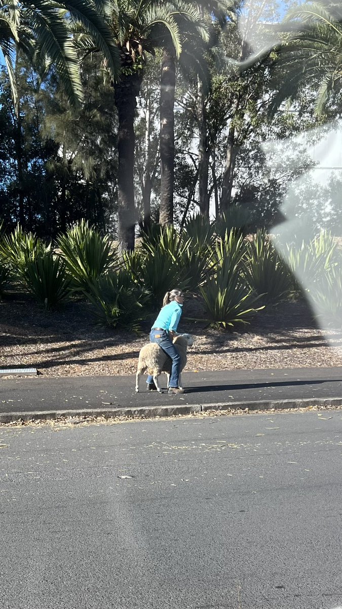 Things you don’t see everyday… There’s been a breakout at Olympic Park. Four sheep on the run. Quickly rounded up by farmers wrapping up after the Easter Show. Sheep safely back on their way now. #breaking