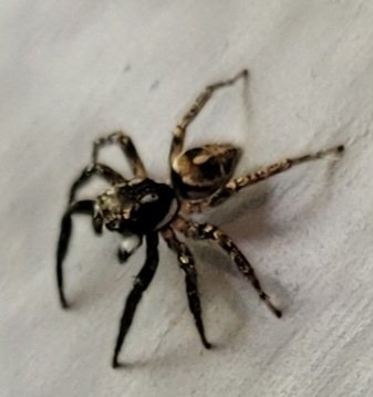 ConjuringOdd's tweet image. Anyone know what species this is?! He was super cute! #spider #arachnophobia #cute