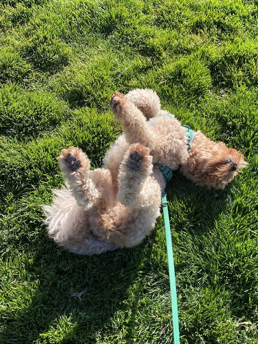 pochidoodle's tweet photo. ああー！！お客様！困りますー！あなた昨晩お風呂に入られたばかりですー！！！ https://t.co/RyilBO9Eta