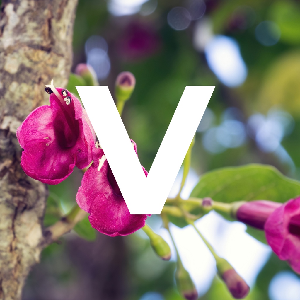 🌳 Trees That Count 🌳 tweet media