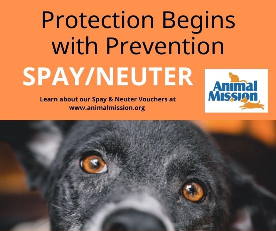 Animal Mission tweet media