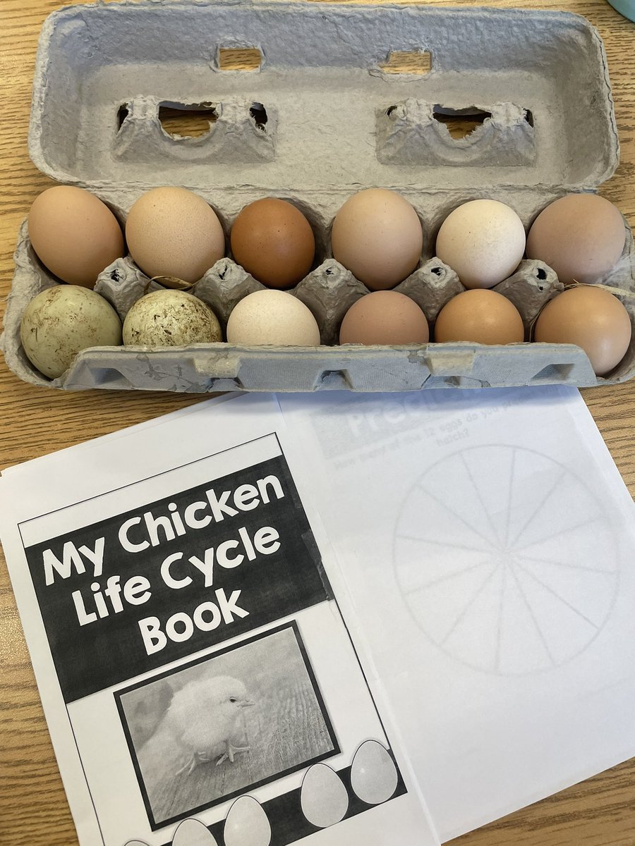 We’re so EGGCITED! Our babies are here! 🥚🐣🐥 <a href="/southcarolina4h/">South Carolina 4-H</a> has a great embryology program! Check it out!