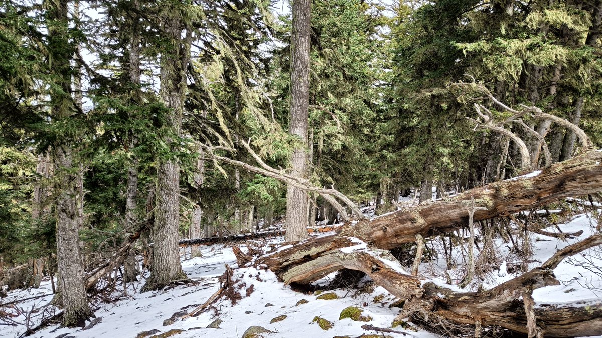 arnautomo's tweet photo. Estructures forestals de la Catalunya nord on encara dansen els galls fers i udolen els mussols pirinencs. Són fruits d'una gestió forestal eficient, consistent en no fer cap gestió durant dècades. Heterogeneïtat vertical i horitzontal, arbres decrèpits, clarianes, fusta morta,.. https://t.co/XyoMUUlxoB