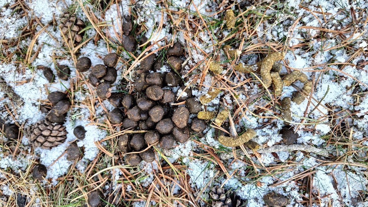 arnautomo's tweet photo. Estructures forestals de la Catalunya nord on encara dansen els galls fers i udolen els mussols pirinencs. Són fruits d'una gestió forestal eficient, consistent en no fer cap gestió durant dècades. Heterogeneïtat vertical i horitzontal, arbres decrèpits, clarianes, fusta morta,.. https://t.co/XyoMUUlxoB