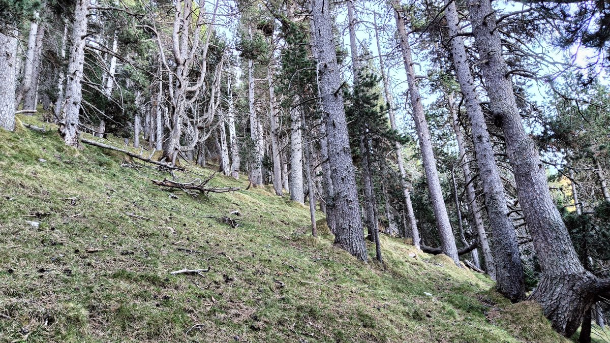 arnautomo's tweet photo. Estructures forestals de la Catalunya nord on encara dansen els galls fers i udolen els mussols pirinencs. Són fruits d'una gestió forestal eficient, consistent en no fer cap gestió durant dècades. Heterogeneïtat vertical i horitzontal, arbres decrèpits, clarianes, fusta morta,.. https://t.co/XyoMUUlxoB