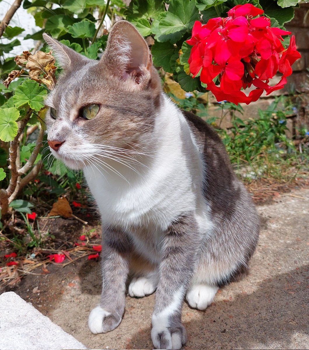 Enjoying the random sunny spells

#cat #kittiesofinstagram #lovelycats #catsofuruguay #catsofinstagram #catinstagram #catphotography #cats_of_instagram #catstagram #catsofig #catstagramcat #catgram #catsofig #catlove #catlife #catsareawesome #cats_of_world