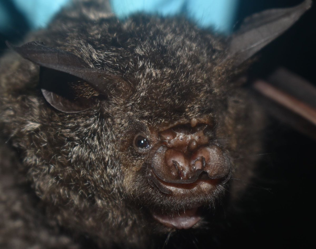 smaconbats's tweet photo. It’s the best day of the year, Happy #BatAppreciationDay 🦇!! Here’s a fluffy brown-eyed beauty (Doryrhina cyclops, Cyclops leaf nose bat) we recently had the pleasure of meeting. Thank you for supporting SMACON’s research and efforts to help bats thrive! https://t.co/ZN29CsccbY