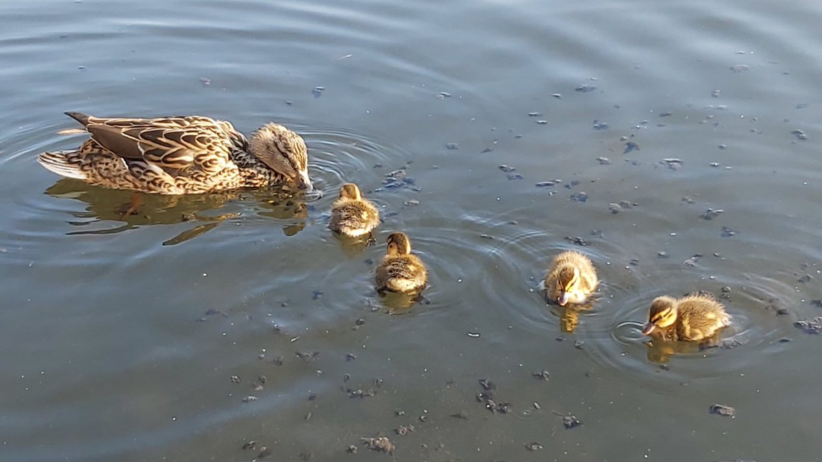 #Spring is definitely on its way! Newly hatched ducklings at #WimbledonPark #ducks