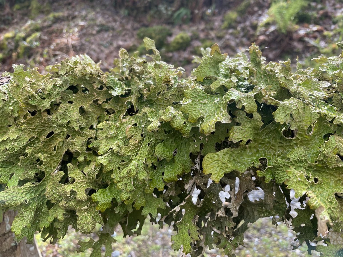 Delighted to see tree lungwort in an ancient Welsh   @WoodlandTrust rainforest , but worried that the lichen laden branch had been propped up on the visitor board at the entrance of the woods where it was less humid <a href="/guyshrubsole/">Guy Shrubsole</a>