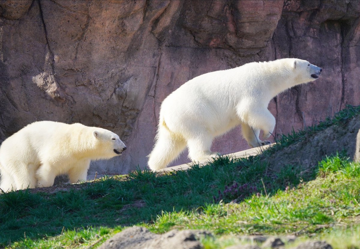 detroitzoo's tweet photo. Polar bear twins Astra and Laerke are back together again! 
Come to the Arctic Ring of Life for your chance to see these sisters romp, play and swim. Learn more: https://t.co/Vpwq8H9BZU
#DetroitZoo #PolarBear #SisterSister #Twins #BearCubs https://t.co/01lfoQNV6s