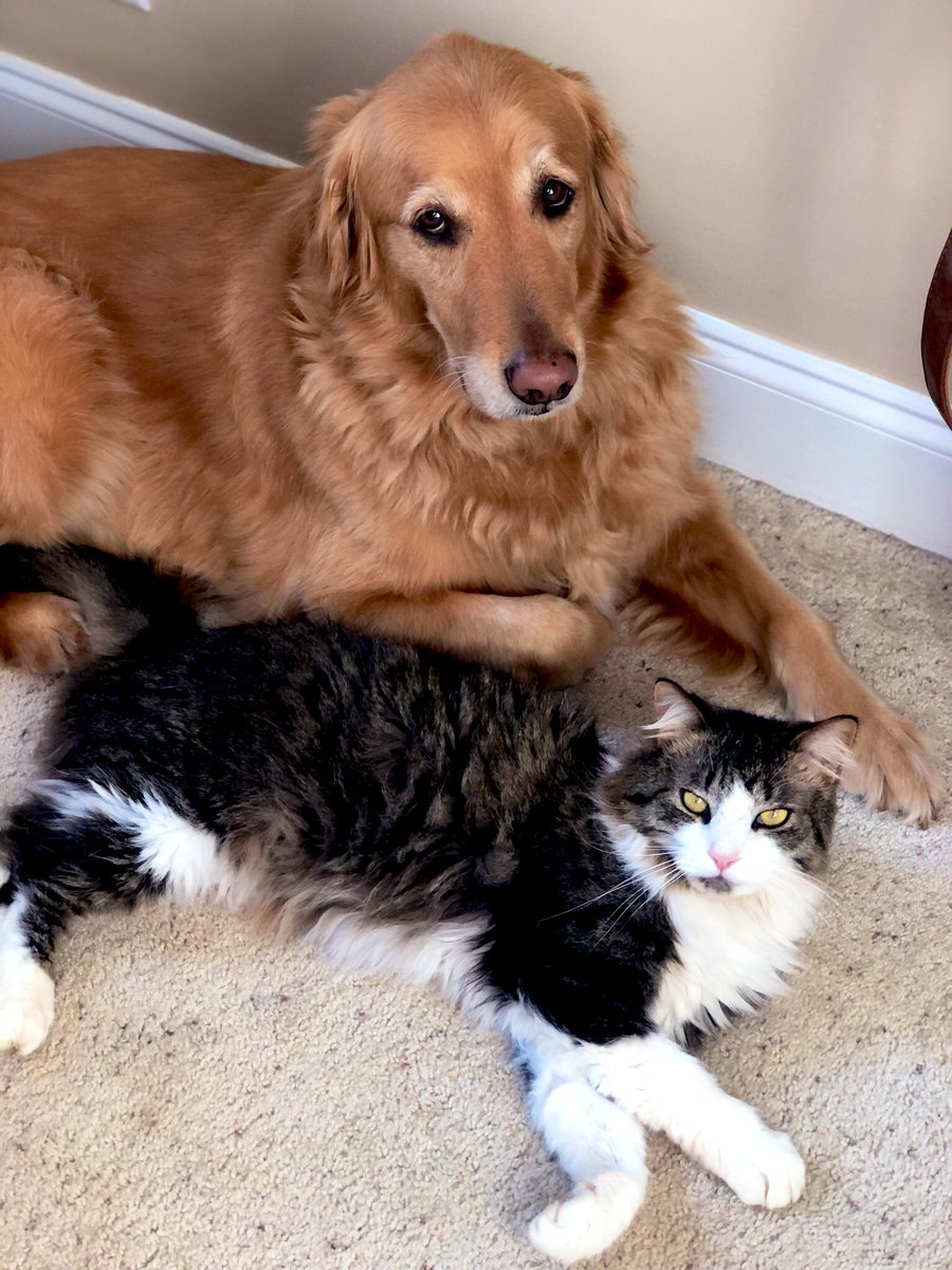 MacieKendall's tweet photo. @Cinnabon Tucker and Cat Sullivan https://t.co/6EbxKA2oIS