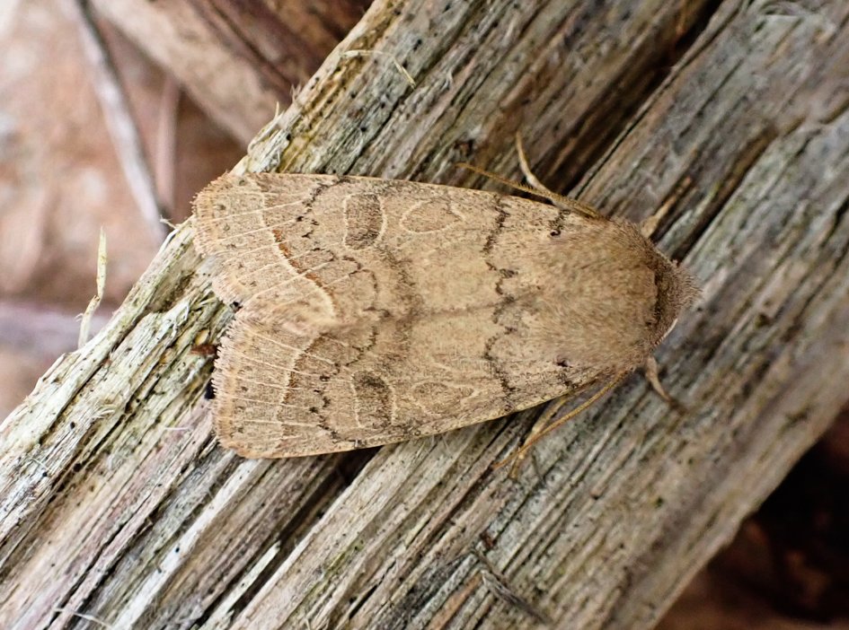 kattyponder's tweet photo. I was spoiled with moths this #MothMonday morning.
1st garden trap of year: a #NotHibernating HERALD!
Local woodland: 22 species including
📸Red Sword-grass (playing deadwood dead), Scarce Prominent and a beautifully marked Common Quaker.
Perfect start to the week.
#MothsMatter https://t.co/0D1ja4mGiQ
