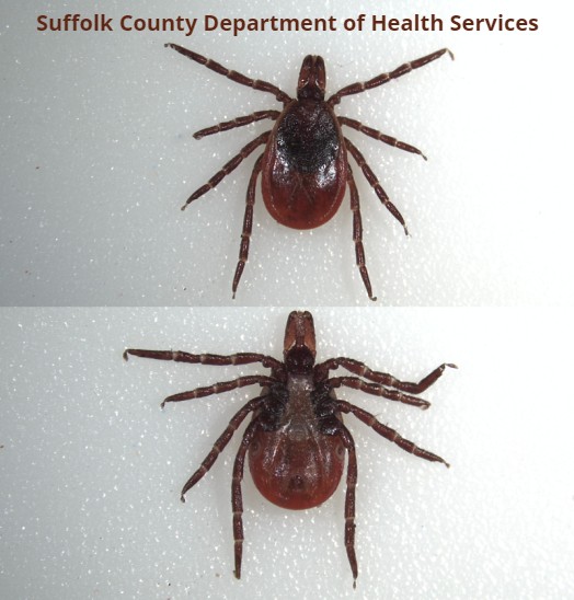 Let us ID your tick! Send a photo to our Arthropod-Borne Disease Lab at tick.prevention@suffolkcountyny.gov. In-focus, well-lit images on a white background are best, and make sure to capture both sides of your tick. Place ticks in rubbing alcohol, on tape, or in a Ziploc bag.