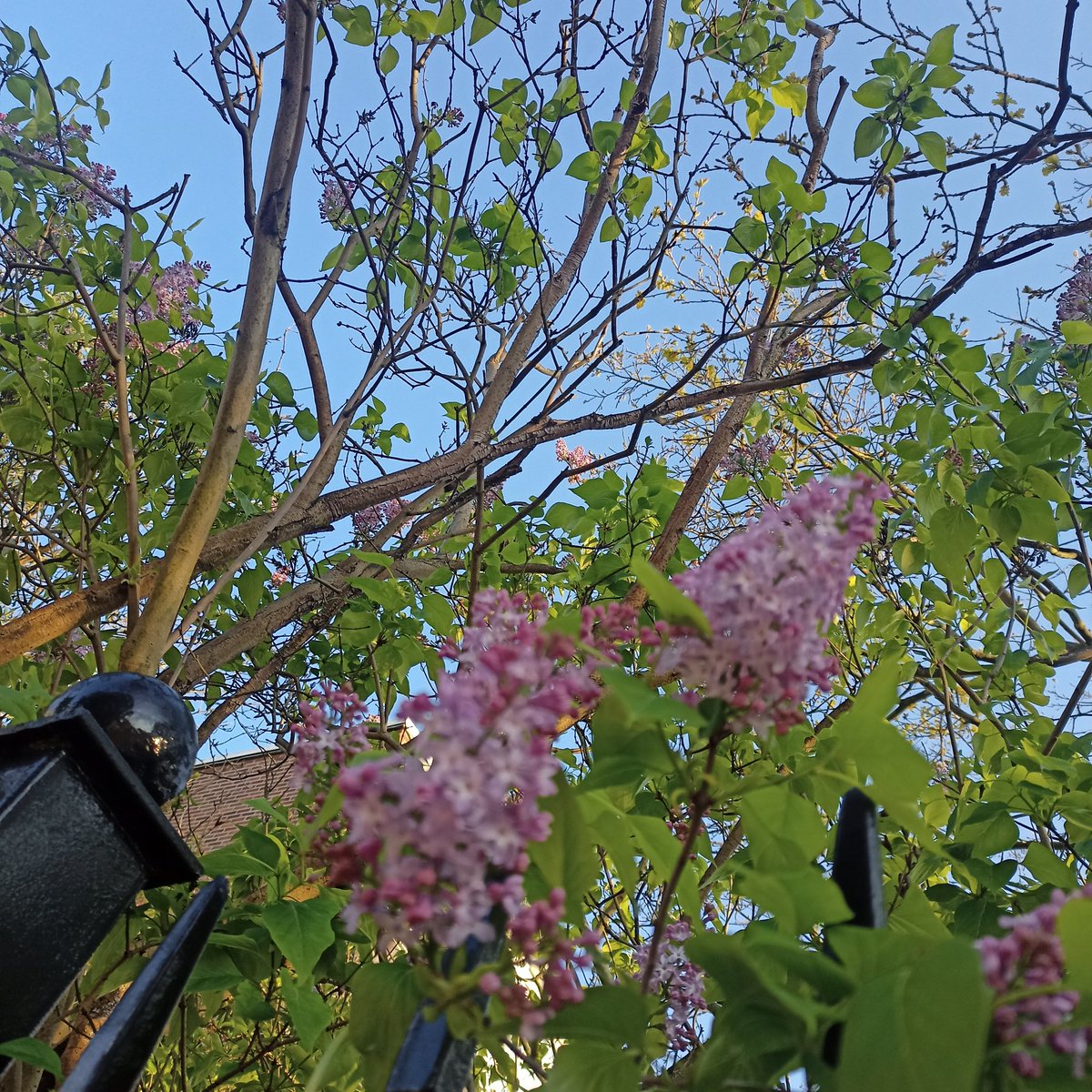 havoviw's tweet photo. I tried really hard to not take photos on my walk this evening. I failed. I gushed and gawped to myself for 39 minutes and at the 40th minute, right outside the gate to our flat, I succumbed. #LondonInSpring #Spring https://t.co/KlY7wSmAIb