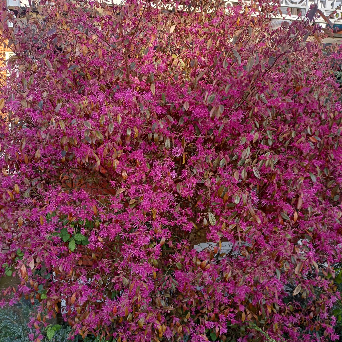 havoviw's tweet photo. This is right outside my window . I disliked it through winter. It looked straggly and uninspiring. And now....I am suitably humbled #LondonInSpring https://t.co/GBTWTAflHH