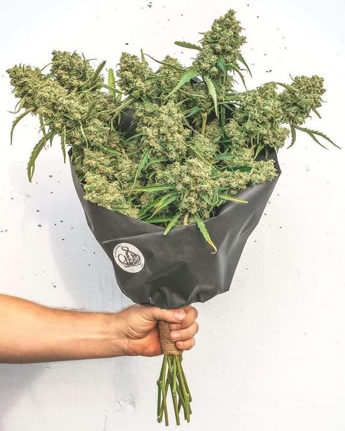 Herbworthy's tweet photo. When they ask for flowers. 💚

via @_StonersRUs_ https://t.co/hz32Y3e3tT