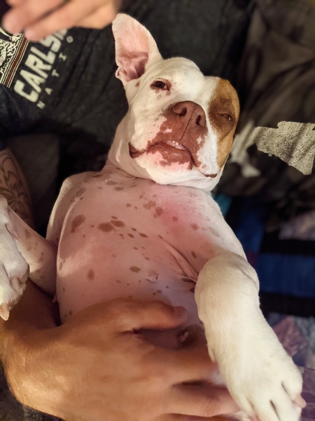 AdoptMePimaAZ's tweet photo. Adoptable #Dog #Starlight_PIMAAZ_02 The struggle of fighting to stay awake in case there's cookies... https://t.co/B6eFE8Opu7 https://t.co/DQglXkKd3l