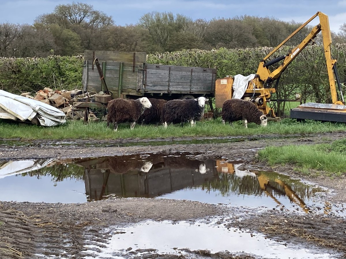 rozzyd75's tweet photo. @EdinvaleFarm Ours were out yesterday 🙄 #flippinsheep https://t.co/RfflHSTscv