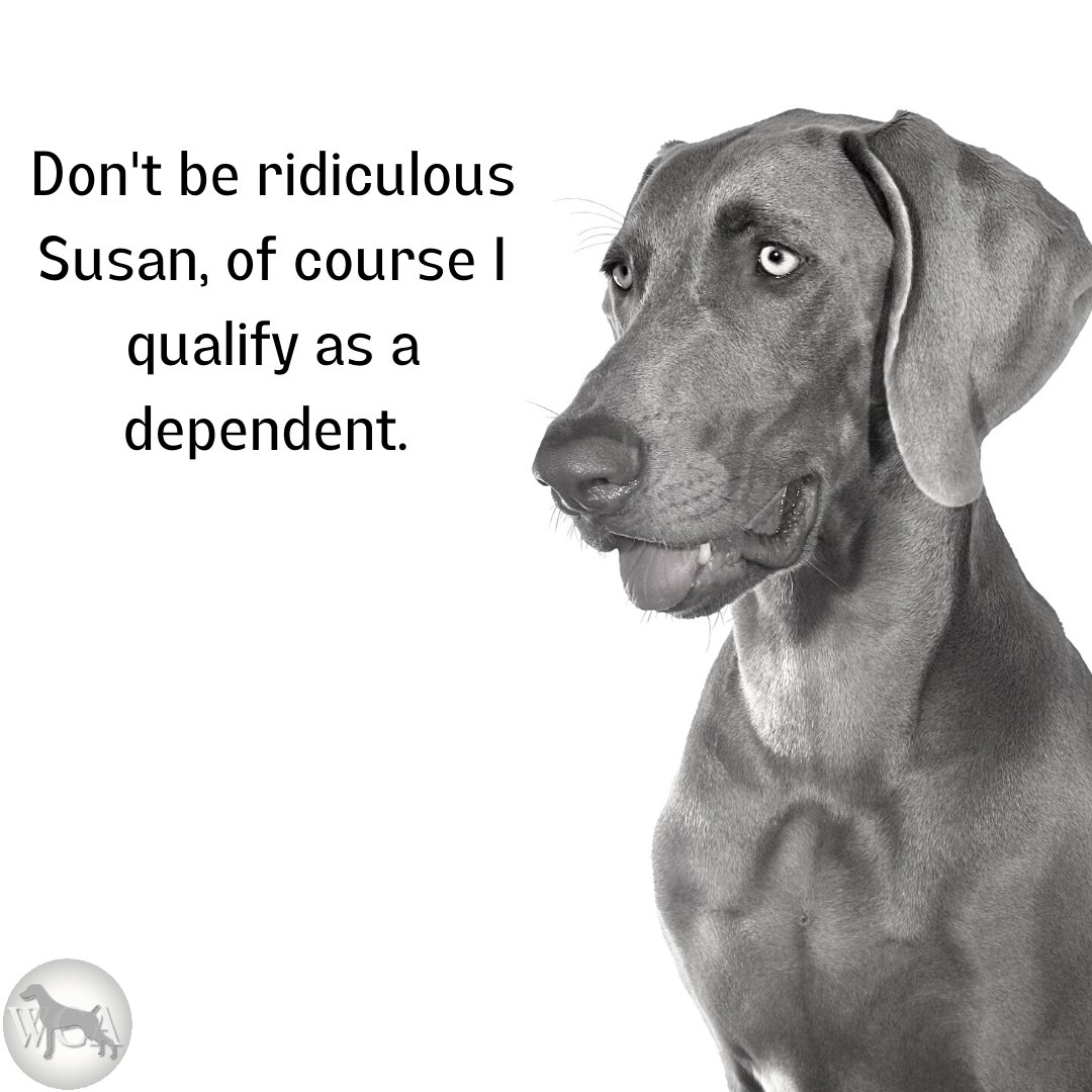 WeimClubAmerica's tweet photo. With the money we spend on them, they sure should qualify as dependents.
#weimaraner #taxday #taxfun #weimaranerclubofamerica https://t.co/JzDobBz9xe