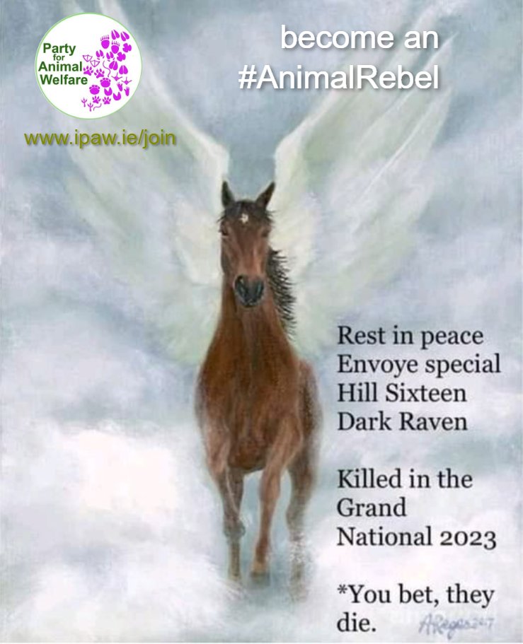 Rest in peace #RIP 
#EnvoyeSpecial 
#HillSixteen 
#darkraven 
Killed, murdered in #GrandNational2023 
#YouBetTheyDie 
@AnimalRising 
@banbloodsports 
@watch_welfare