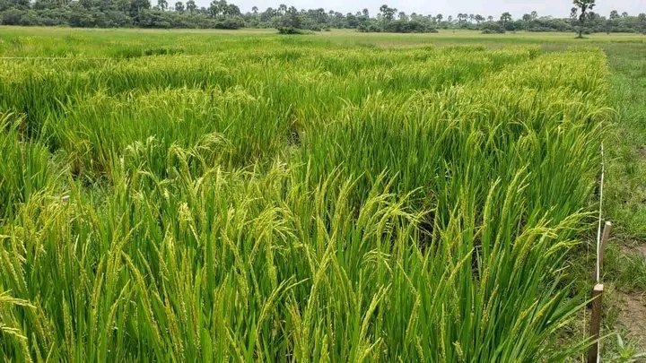 FuidBoost's tweet photo. Rice is one of the staple foods highly consumed in Cameroon and Africa. We carried out a research on the integrated use of poultry #manure and N fertilizer on rice production for optimum yields and environmental sustainability.
#FuidBoost #FoodSecurity #Environment https://t.co/5rq65sDnS9