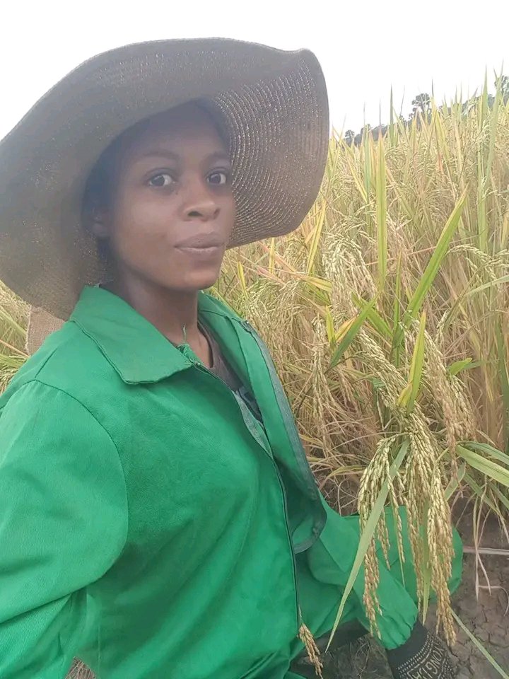 FuidBoost's tweet photo. Rice is one of the staple foods highly consumed in Cameroon and Africa. We carried out a research on the integrated use of poultry #manure and N fertilizer on rice production for optimum yields and environmental sustainability.
#FuidBoost #FoodSecurity #Environment https://t.co/5rq65sDnS9