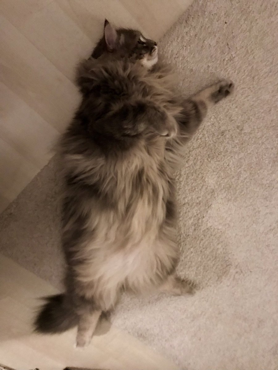 tiarazen's tweet photo. If you see this tweet, quote tweet it with the most recent photo you took of your pet. No cheating. https://t.co/975QWa8DLt