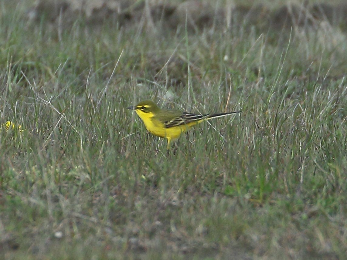 Two Yellow Wagtails at Orgreave tonight, an obvious male flavissima, and this bird.
Any thoughts on subspecies, just a well marked flavissima?