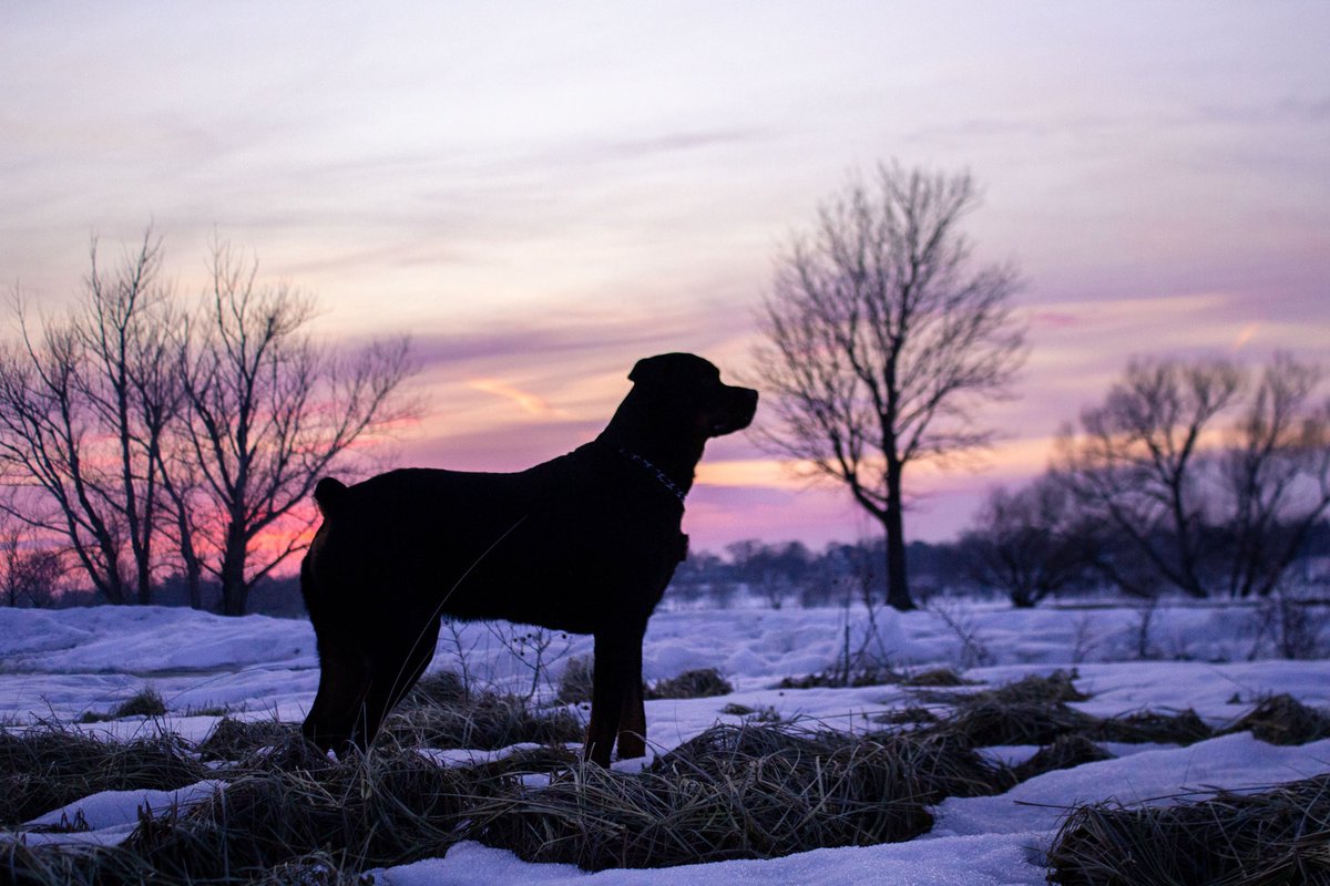 dlopeworks's tweet image. Nobility of the Butcher’s Dog

#photography #ThePhotoHour #dog #rottweiler #mansbestfriend