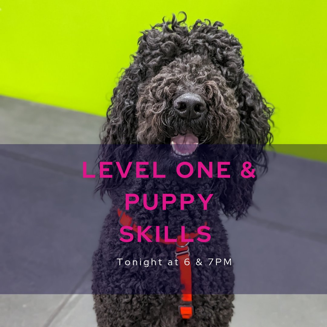 Tonight! #dogtraining