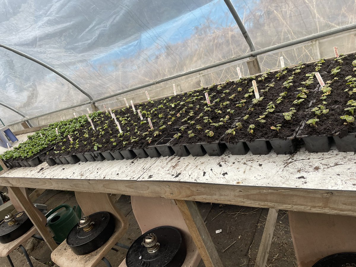 sharongoLdstar's tweet photo. Busy day in the polytunnel, over 300 plants potted on and the first 3 of my 16 hanging baskets made up.  #achingback @KeithHu00530724 @bridgeholme https://t.co/2XyF1iClKh