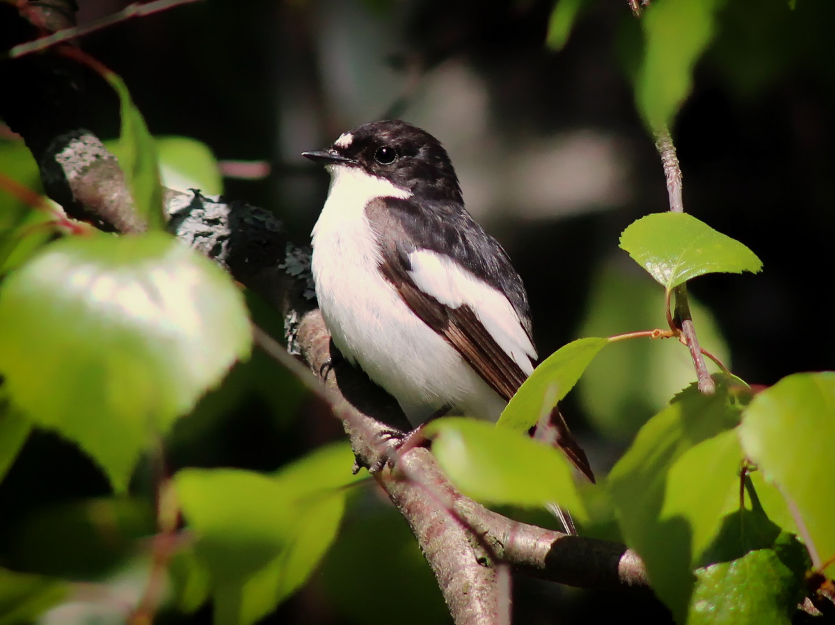 biogeodani's tweet photo. En la jornada de #EducAves de hoy en el patio del IES @marismastuto (Los Palacios, Sevilla) hemos visto 15 especies de aves, entre las cuales 3 migrantes no reproductoras en nuestra zona: curruca zarcera, papamoscas cerrojillo y colirrojo real. 
¡A los niños les han encantado! https://t.co/tLYu8KXba9