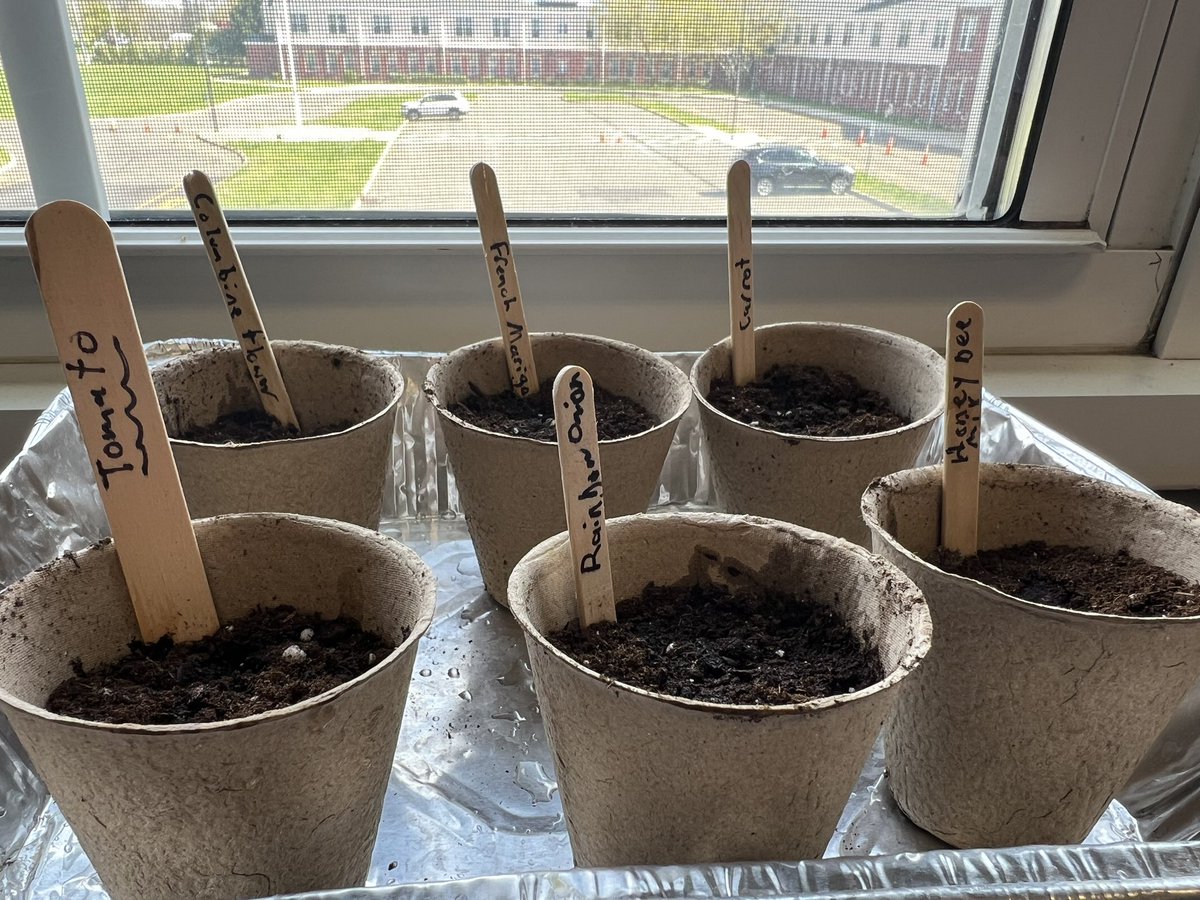 mrsclaysHTMSN's tweet photo. How does our garden grow? We start by planting seeds! Then we put them in a sunny window. Thanks @LilCurran16 for the sunshine! 🌻eco-action 🌎MSN 2023 @HowellTwpMSN https://t.co/M4iCw3z2WY