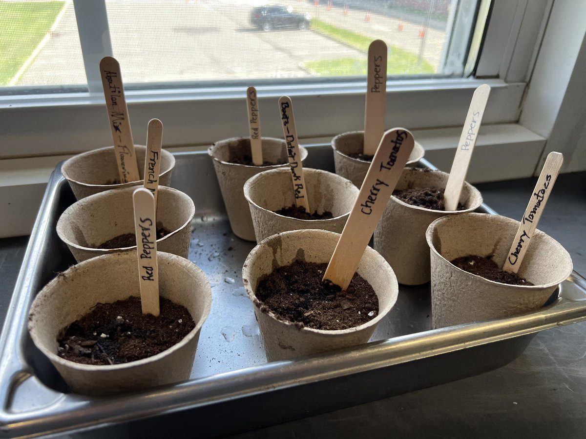 mrsclaysHTMSN's tweet photo. How does our garden grow? We start by planting seeds! Then we put them in a sunny window. Thanks @LilCurran16 for the sunshine! 🌻eco-action 🌎MSN 2023 @HowellTwpMSN https://t.co/M4iCw3z2WY