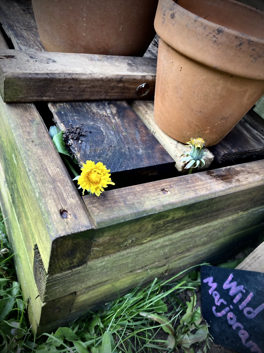 Life finds a way 🌼