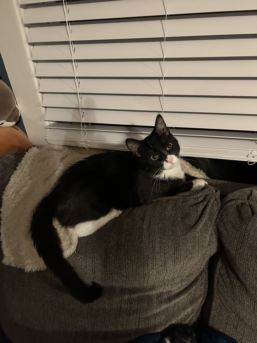 Sriracha_Cat's tweet photo. https://t.co/RvvnZshwbW