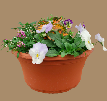 $25 Hanging Baskets and Bowls! 
Order by April 21 and help TC United Soccer Club!

2023 Choices:
Purple Lace
Spring Bowl 
Who Knew Orleans 

Order Here and Thank You! 
tricityunited.org/flowers