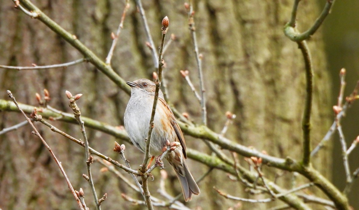 inja5248's tweet photo. #heggenmus zong vrolijk zijn lied bij de stuw in de Maas bij Belfeld๐
#prunella_modularis #BirdsSeenIn2023๐ณ๐ฑ #birdphotography
@vogelnieuws @Britnatureguide @birdingholland
@Sovon @VroegeVogels @waarneming @NatureTodayNL https://t.co/s15ystYWrr