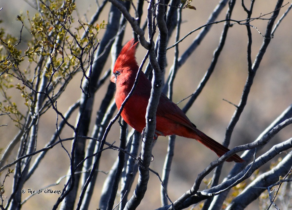 The red cardinal is a bird species native to North and South America. The male cardinal is known for its bright red plumage and distinctive crest on its head, while the female is a more muted brown color with red accents. #cardinal #birdwatching #arizonabirds #arizona