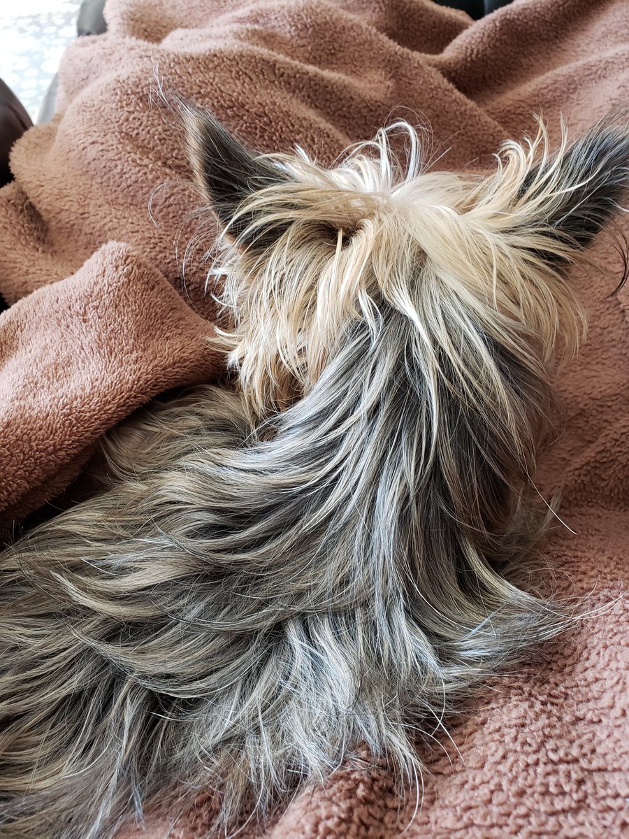 suzberf's tweet photo. @thekittenwinksy My Yorkie https://t.co/QF61esxMqo
