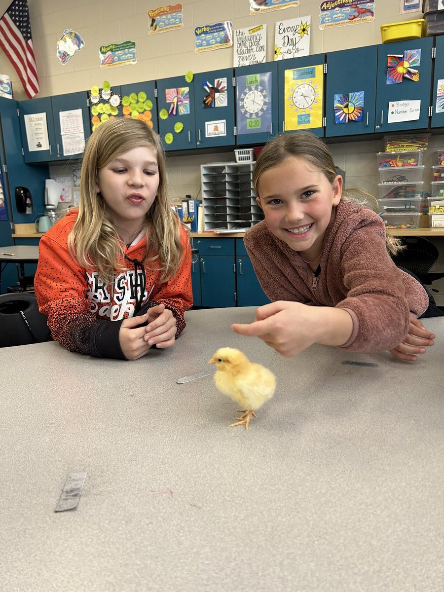 OtsegoGrade2's tweet photo. We had the cutest guests today! 🐥#OtsegoKnights #feehansclass https://t.co/uUyMdDucsp