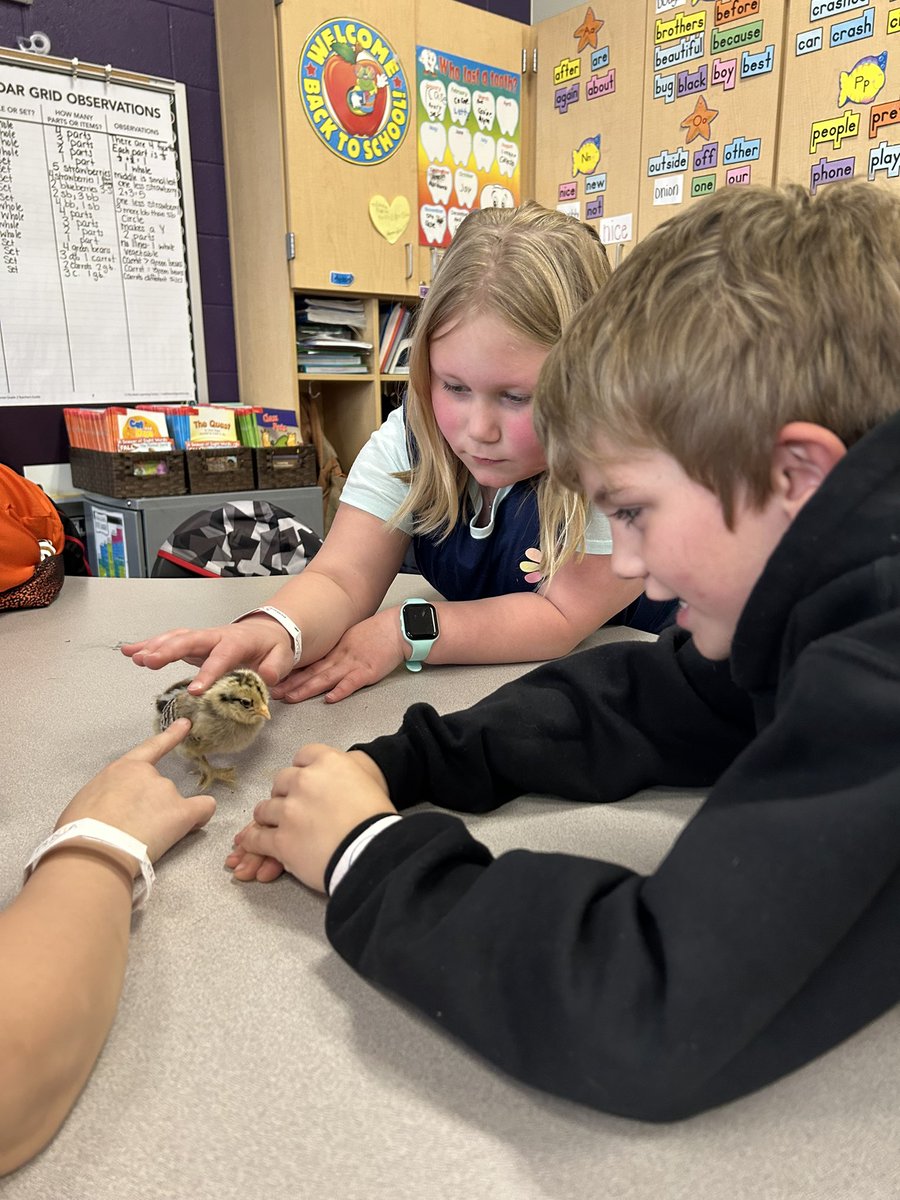 OtsegoGrade2's tweet photo. We had the cutest guests today! 🐥#OtsegoKnights #feehansclass https://t.co/uUyMdDucsp