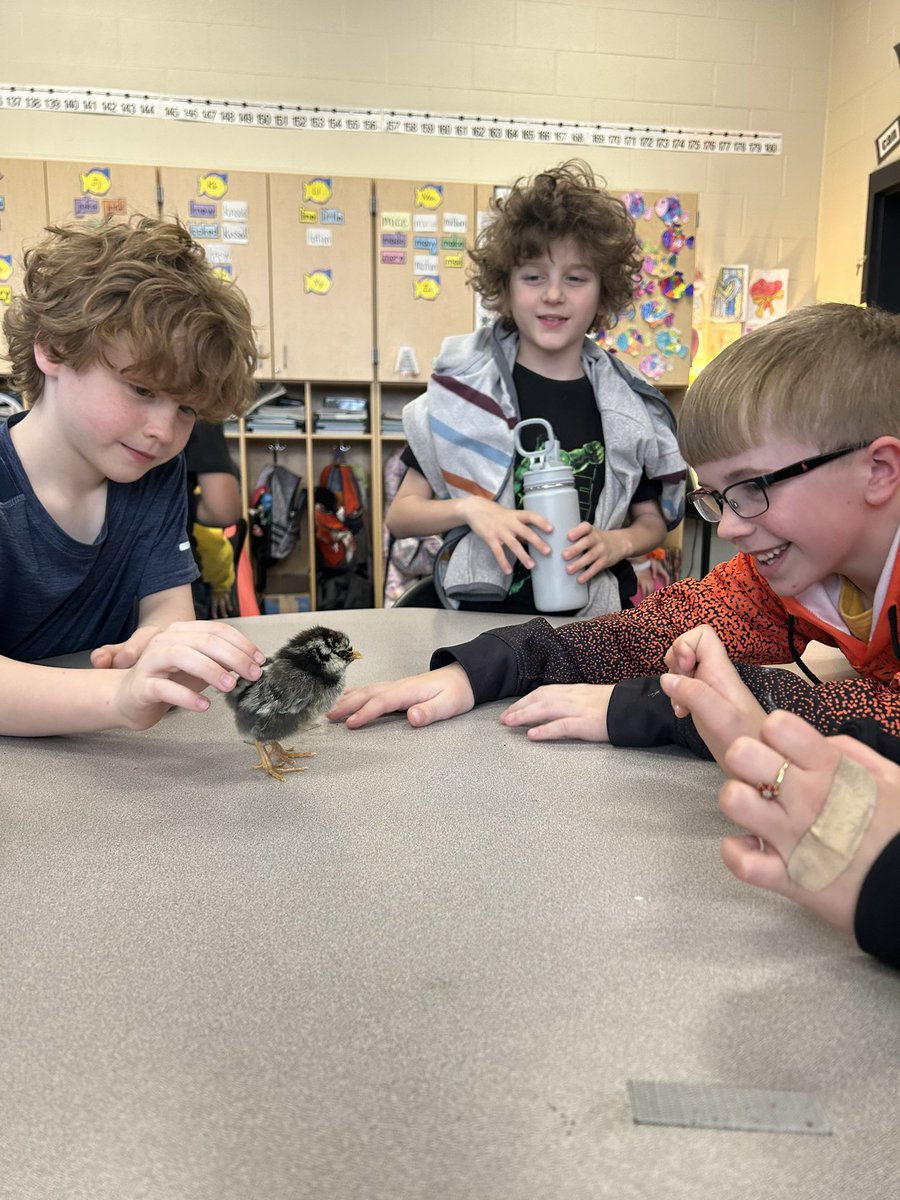 OtsegoGrade2's tweet photo. We had the cutest guests today! 🐥#OtsegoKnights #feehansclass https://t.co/uUyMdDucsp