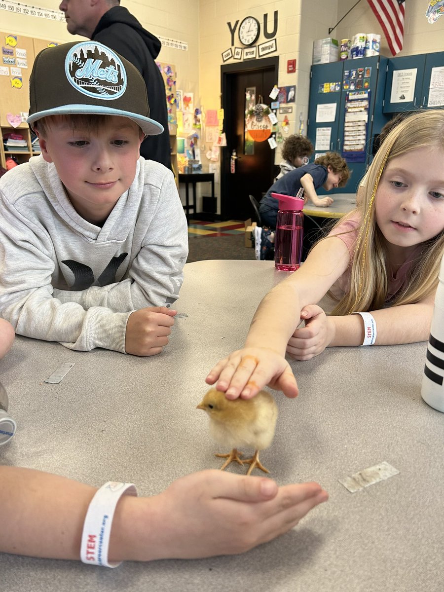 OtsegoGrade2's tweet photo. We had the cutest guests today! 🐥#OtsegoKnights #feehansclass https://t.co/uUyMdDucsp