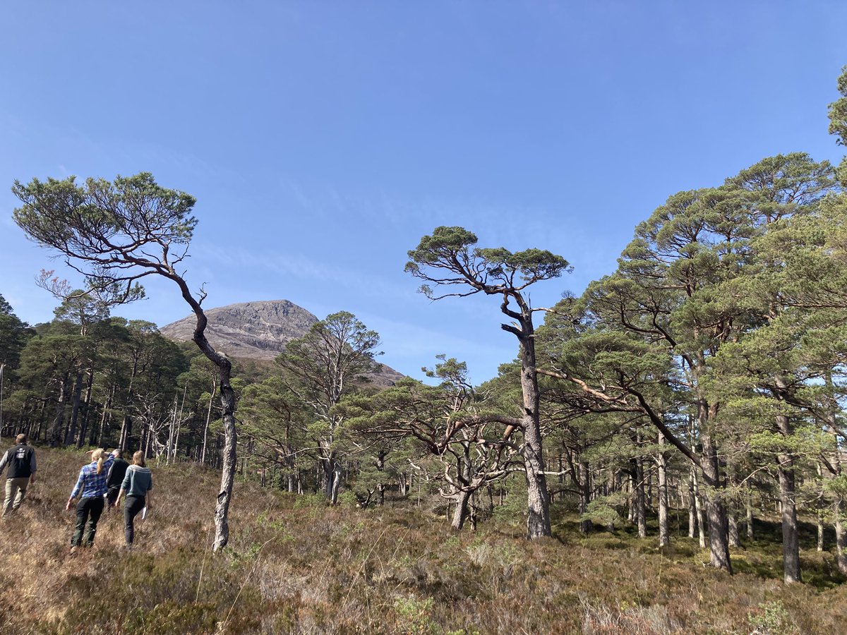 Really interesting visit to Coulin Estate today to see and hear about their management inc some very effective Rhodie control and their pinewoods. The image below showing an area that was thick with Rhodies 30yrs ago and now covered in thick birch regen.