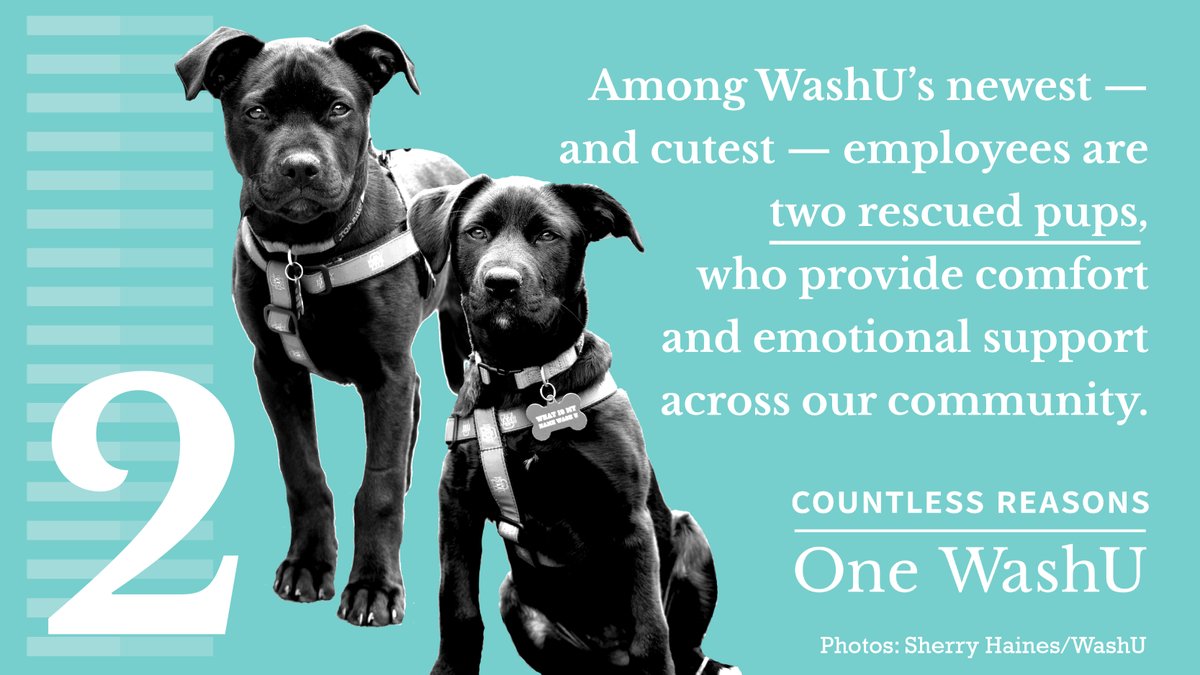 WashUAlumni's tweet photo. Brookie and Bear are taking classes at #WashU, too! The pups are training to be therapy dogs, providing mental health support for students, faculty, and staff. They are two more of the countless reasons we love WashU. https://t.co/yI51hCLBbW #WashUGivingDay @StrayRescue https://t.co/URuhQnOSB1