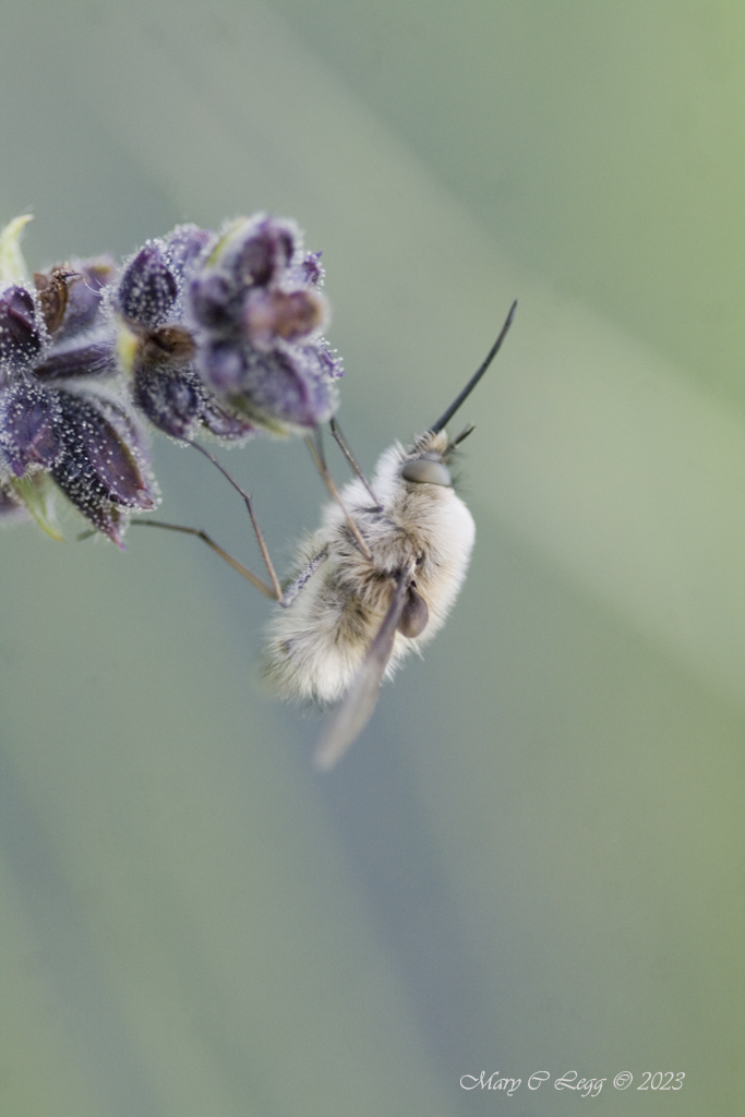 Ashy Bee-fly, Bombylius cinerascens Canon 400D  EF 100 2.8  f/2.8  1/80  iso: 200  Srbsko, Czech Republic  May 8, 2012   #Diptera #Bombylius #Bombyliidae #beeflies #insect #invertebrate #macro