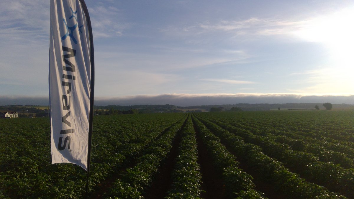 Stay a step ahead of early blight and grow a potato crop that you can confidently market and store. See how Miravis® Duo fungicide can help! bit.ly/3ZwTP9z